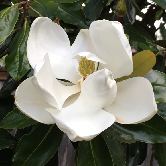 Meet your Posh Ambassador, DeeDee - Picture 1 of 1